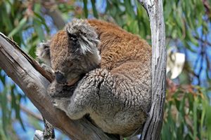 Australian Mammals